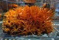 Crocoite