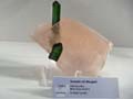 Tourmaline and morganite