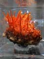 Crocoite